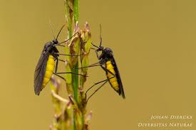 Attēlu rezultāti vaicājumam “Sciara analis”