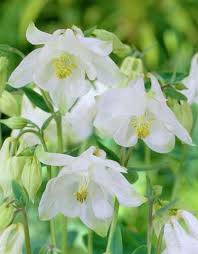 Image result for Akelei