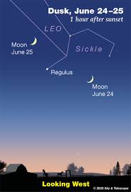 Attēlu rezultāti vaicājumam “Regulus regulus”