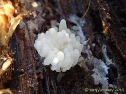 Attēlu rezultāti vaicājumam “Heterotrichia obvelata (syn. Arcyria obvelata) macro”