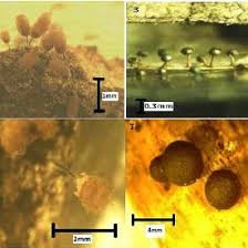 Attēlu rezultāti vaicājumam “Lycogala asperum”