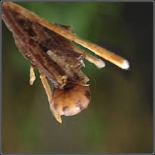 Attēlu rezultāti vaicājumam “Psyche casta”