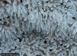 Attēlu rezultāti vaicājumam “Ceratiomyxa fruticulosa spores”