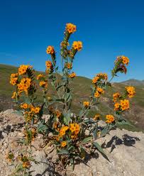 Attēlu rezultāti vaicājumam “Trichia flavicoma stalked”