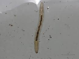 Attēlu rezultāti vaicājumam “Orthosia sp. larva”