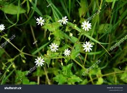 Attēlu rezultāti vaicājumam “Myosoton aquaticum”