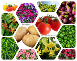 Attēlu rezultāti vaicājumam “Solanaceae”