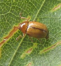 Attēlu rezultāti vaicājumam “Cryptocephalus pusillus”