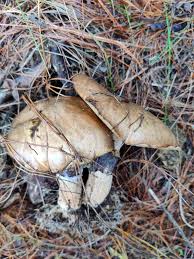Attēlu rezultāti vaicājumam “Suillus luteus”