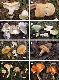 Attēlu rezultāti vaicājumam “Hydnum rufescens”