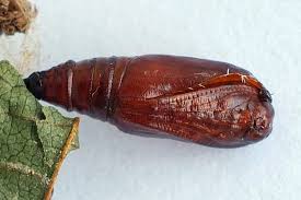 Attēlu rezultāti vaicājumam “Cabera pusaria male”