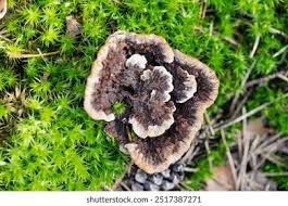 Attēlu rezultāti vaicājumam “Thelephora terrestris”