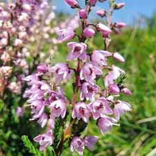 Attēlu rezultāti vaicājumam “Calluna vulgaris fruit”