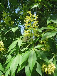 Attēlu rezultāti vaicājumam “Aesculus x neglecta flower”