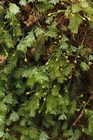 Attēlu rezultāti vaicājumam “Schistostega pennata”