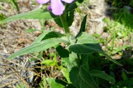 Attēlu rezultāti vaicājumam “Hesperis matronalis leaf”