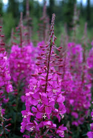 Image result for Epilobium angustifolium