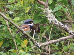 Image result for pheega