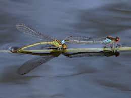 Attēlu rezultāti vaicājumam “Erythromma najas”