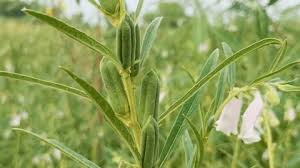 Attēlu rezultāti vaicājumam “Jacobaea paludosa leaf”
