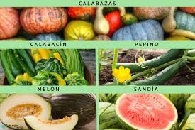 Attēlu rezultāti vaicājumam “Cucurbitaceae”