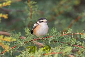 Image result for Lanius nubicus