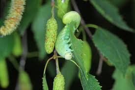 Attēlu rezultāti vaicājumam “Cimbex femoratus larva”