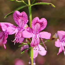 Attēlu rezultāti vaicājumam “Diarsia florida”