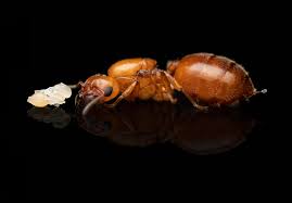 Attēlu rezultāti vaicājumam “Badhamia nitens macro”