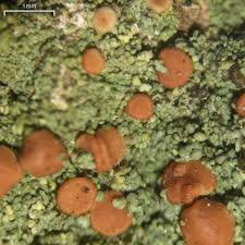 Attēlu rezultāti vaicājumam “Bacidia subincompta”