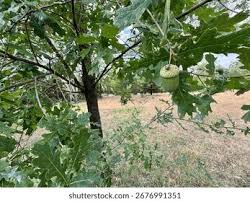 Attēlu rezultāti vaicājumam “Quercus robur fruit”