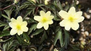 Attēlu rezultāti vaicājumam “Anemone x lipsiensis leaf”
