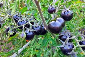 Afbeeldingsresultaat voor debarro black tomato