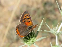 Attēlu rezultāti vaicājumam “Lycaena phlaeas male”