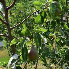 Attēlu rezultāti vaicājumam “Pyrus”