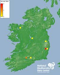 Attēlu rezultāti vaicājumam “Polytrichum commune var. perigoniale”