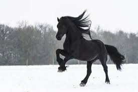 Image result for bilder