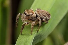 Attēlu rezultāti vaicājumam “Evarcha falcata female”