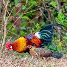 Attēlu rezultāti vaicājumam “Gallus”