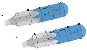 Image result for Myzopsetta ferruginea