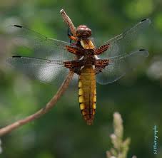 Attēlu rezultāti vaicājumam “Libellula depressa female”