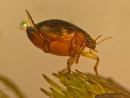 Attēlu rezultāti vaicājumam “Acilius sulcatus female”