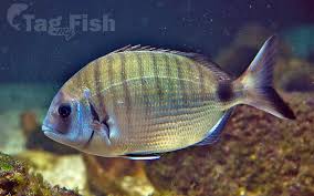 Image result for Diplodus cadenati