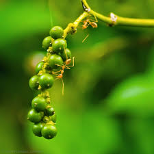 Attēlu rezultāti vaicājumam “Bryum funkii macro”