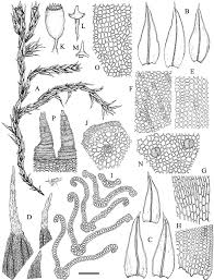 Attēlu rezultāti vaicājumam “Eurhynchiastrum pulchellum”