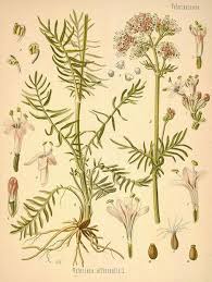 Attēlu rezultāti vaicājumam “Valerianaceae”