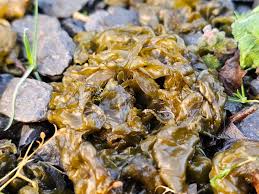 Attēlu rezultāti vaicājumam “Nostoc commune macro”