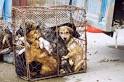 dogs_jumbled_in_cage-caaf_ ...