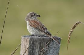 Attēlu rezultāti vaicājumam “Lanius collurio juvenile”