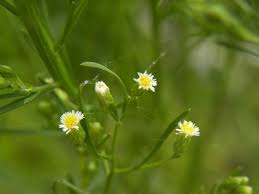 Attēlu rezultāti vaicājumam “Erigeron canadensis”